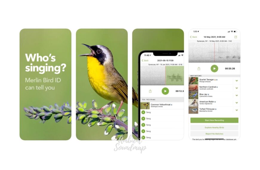 Darmowe aplikacje do identyfikacji ptaków